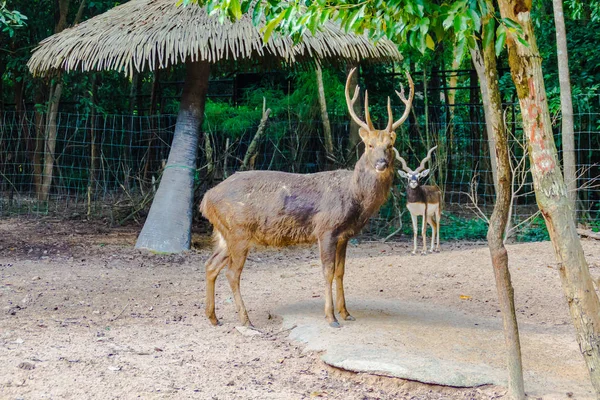 Den Barasingahjort Rucervus Duvaucelii Syn Cervus Duvaucelii Även Kallad Träsket — Stockfoto