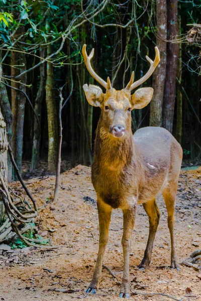 Den Barasingahjort Rucervus Duvaucelii Syn Cervus Duvaucelii Även Kallad Träsket — Stockfoto