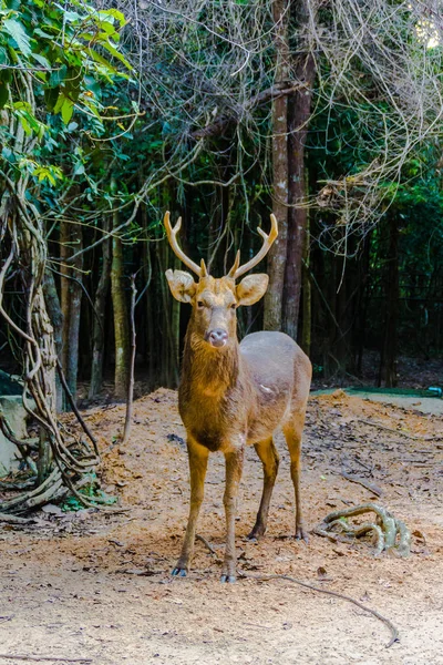 バラシンガジカ Rucervus Duvaucelii Cervus Duvaucelii ウイルヘルミナ 沼鹿とも呼ばれる インド亜大陸に分布するシカ種 — ストック写真