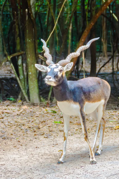 ブラック バック ストライクバリアント Cervicapra として知られているインドのカモシカは インド ネパール パキスタン カモシカです ブラック — ストック写真