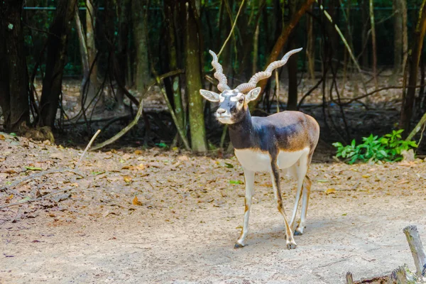 ブラック バック ストライクバリアント Cervicapra として知られているインドのカモシカは インド ネパール パキスタン カモシカです ブラック — ストック写真