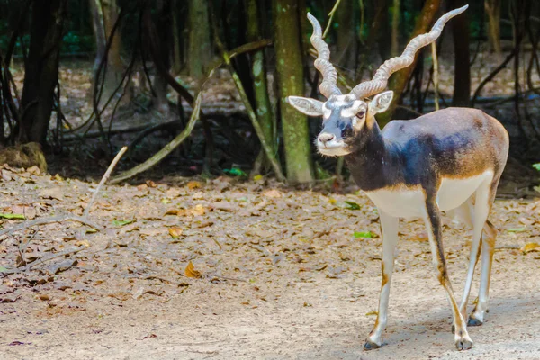 Blackbuck Antilope Cervicapra Även Känd Som Indisk Antilop Antilop Som — Stockfoto
