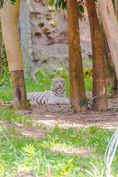 Tigre Blanco Tigre Blanqueado Una Variante Pigmentación Del Tigre Bengala — Foto de Stock