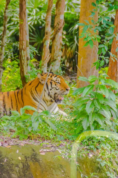 Tigre Siberiano Panthera Tigris Tigris También Llamado Tigre Amur Una — Foto de Stock