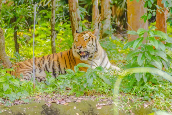 Der Indochinesische Tiger Panthera Tigris Tigris Eine Tigerpopulation Die Myanmar — Stockfoto