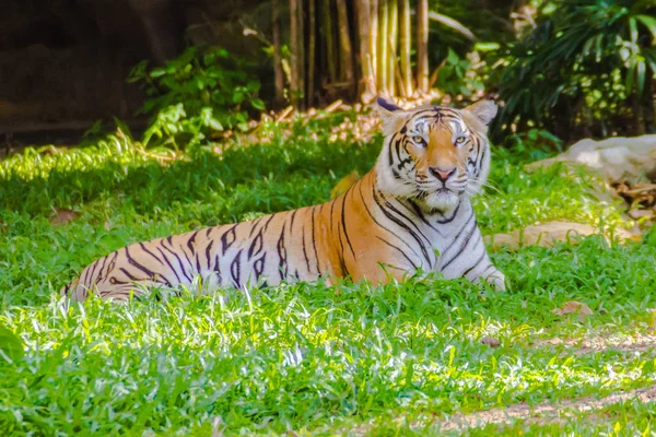 Индокитайский Тигр Panthera Tigris Tigris Популяция Тигров Живущих Мьянме Таиланде — стоковое фото