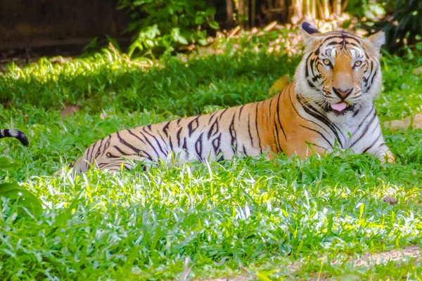 Τίγρη Της Ινδοκίνας Panthera Tigris Τίγρη Μια Τίγρη Πληθυσμού Που — Φωτογραφία Αρχείου