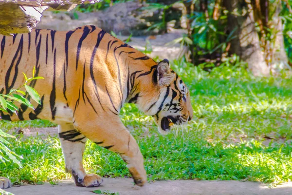 Tigre Indochino Panthera Tigris Tigris Una Población Tigres Que Vive — Foto de Stock