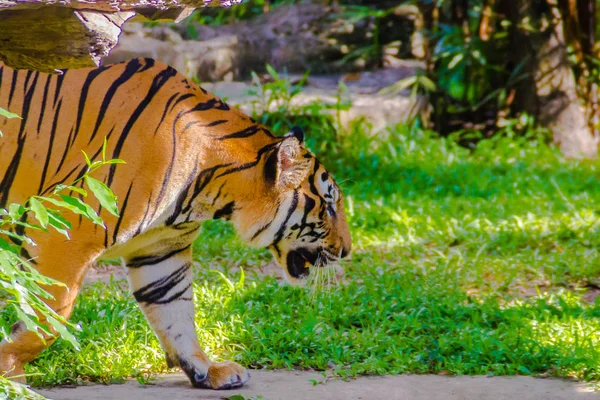 Tigre Indochino Panthera Tigris Tigris Una Población Tigres Que Vive — Foto de Stock