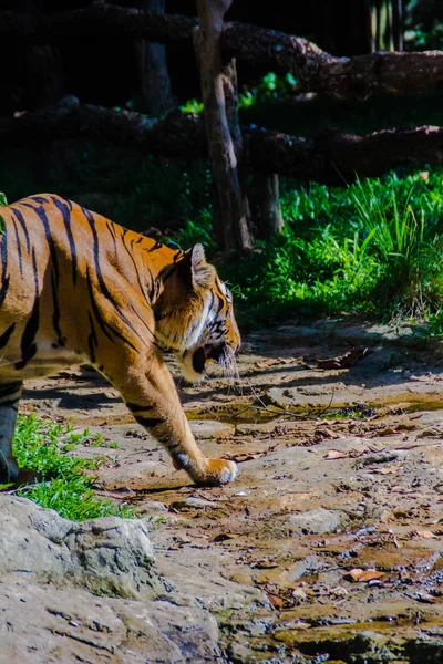 The Indochinese tiger (Panthera tigris tigris), a tiger population that lives in Myanmar, Thailand, Lao PDR, Vietnam, Cambodia and southwestern China. It has been listed as Endangered.