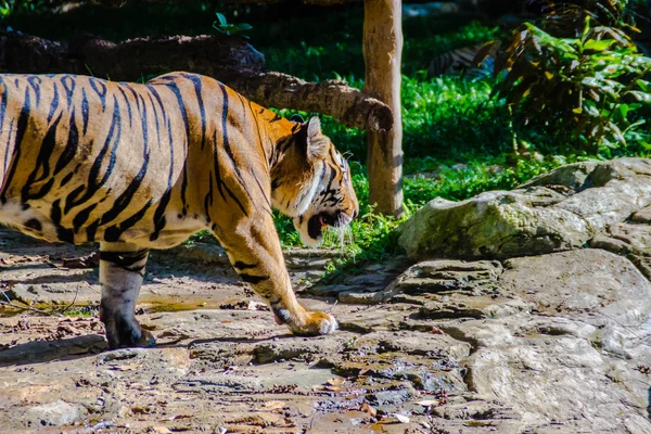 The Indochinese tiger (Panthera tigris tigris), a tiger population that lives in Myanmar, Thailand, Lao PDR, Vietnam, Cambodia and southwestern China. It has been listed as Endangered.