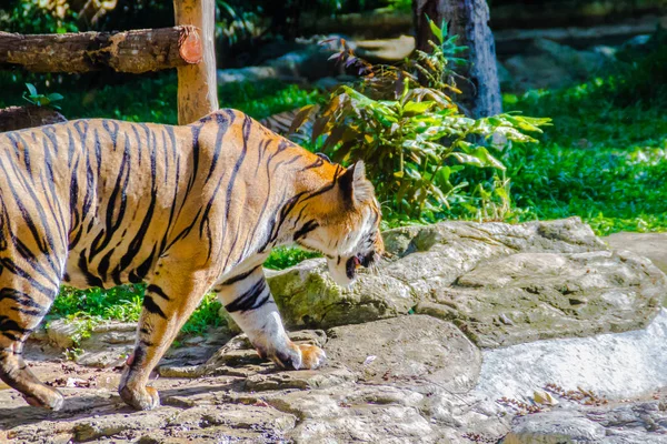 Індокитайський Тигр Panthera Тигр Тигр Тигр Населення Живе Янмі Таїланд — стокове фото