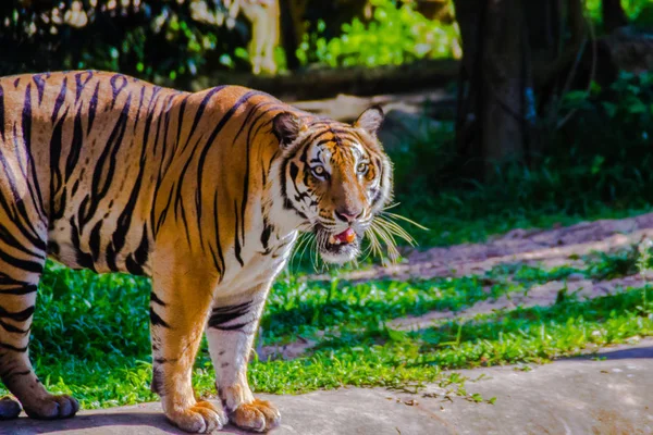 Tigre Indochino Panthera Tigris Tigris Una Población Tigres Que Vive — Foto de Stock