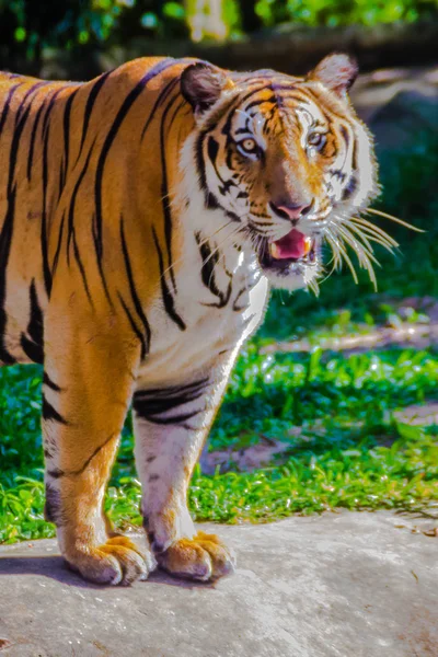 Tigre Índia Panthera Tigris Tigris Uma População Tigres Que Vive — Fotografia de Stock