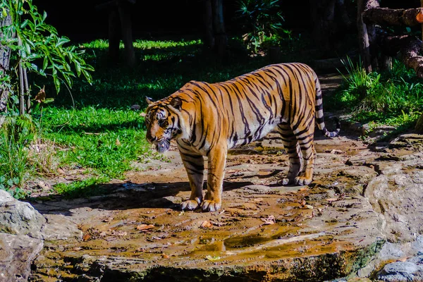 Tigre Indochino Panthera Tigris Tigris Una Población Tigres Que Vive — Foto de Stock