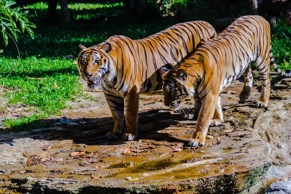 Pareja Del Tigre Indochino Panthera Tigris Tigris Una Población Tigres — Foto de Stock