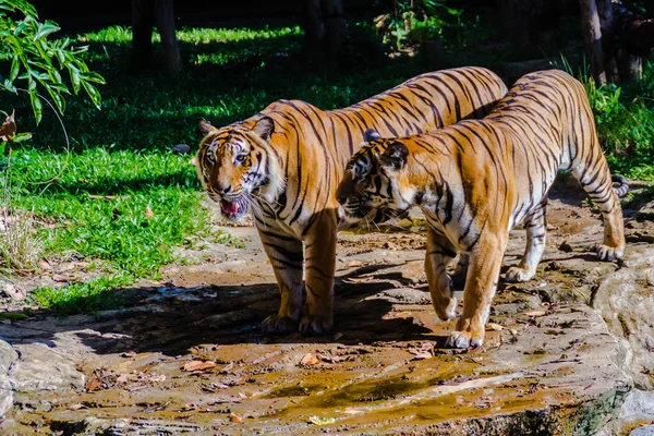 Couple of the Indochinese tiger (Panthera tigris tigris), a tiger population that lives in Myanmar, Thailand, Lao PDR, Vietnam, Cambodia and southwestern China. It has been listed as Endangered.