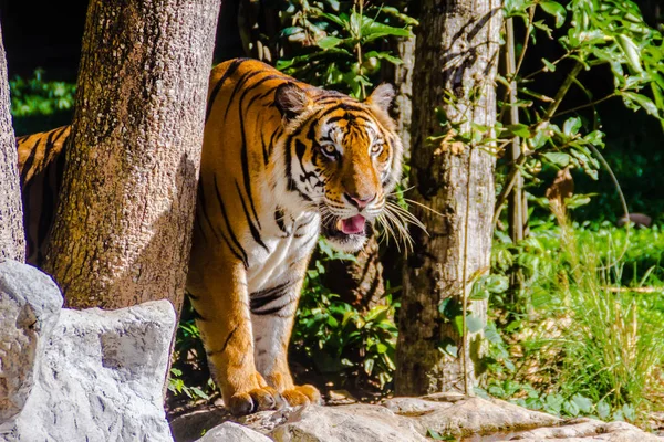 Индокитайский Тигр Panthera Tigris Tigris Популяция Тигров Живущих Мьянме Таиланде — стоковое фото