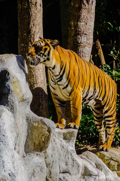 Tigre Indochino Panthera Tigris Tigris Una Población Tigres Que Vive — Foto de Stock