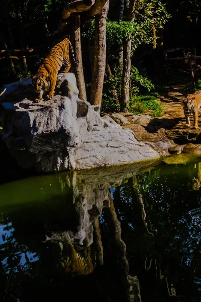 印度支那老虎 虎底格里斯河 居住在缅甸 老挝共和国 柬埔寨和中国西南的老虎人口 它被列为濒危 — 图库照片