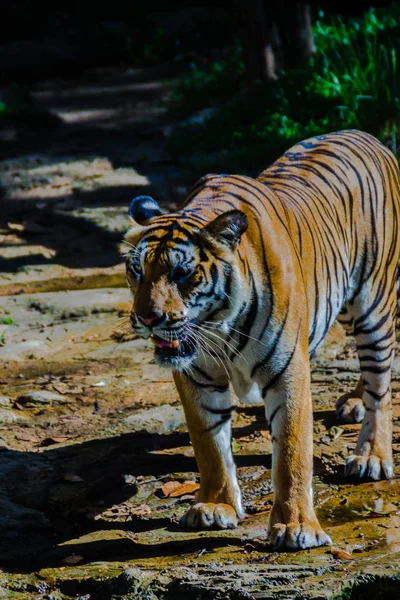 Tigre Indochino Panthera Tigris Tigris Una Población Tigres Que Vive — Foto de Stock