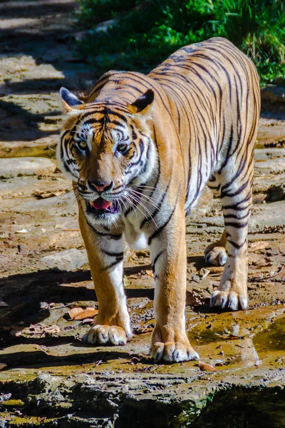 The Indochinese tiger (Panthera tigris tigris), a tiger population that lives in Myanmar, Thailand, Lao PDR, Vietnam, Cambodia and southwestern China. It has been listed as Endangered.