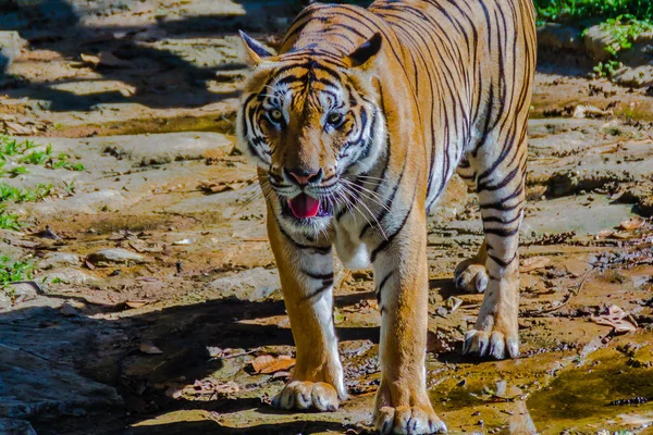 Tigre Indochino Panthera Tigris Tigris Una Población Tigre Que Vive — Foto de Stock