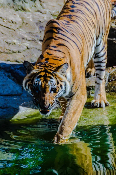 Tigre Indochinês Panthera Tigris Tigris Uma População Tigres Que Vive — Fotografia de Stock