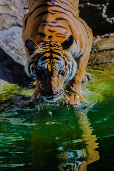 Tigre Indochino Panthera Tigris Tigris Una Población Tigre Que Vive — Foto de Stock