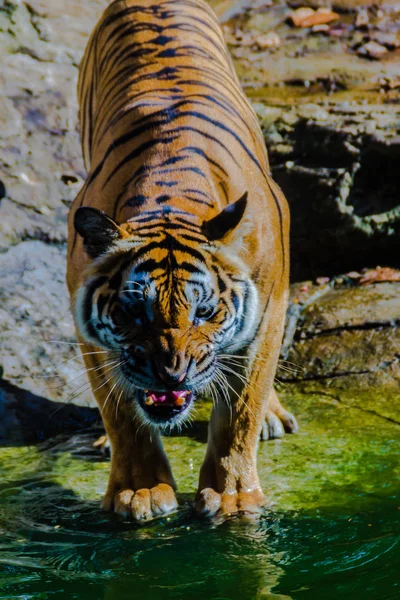 Indochinese tiger (Panthera tigris tigris), a tiger population that lives in Myanmar, Thailand, Lao PDR, Vietnam, Cambodia and southwestern China. It has been listed as Endangered.