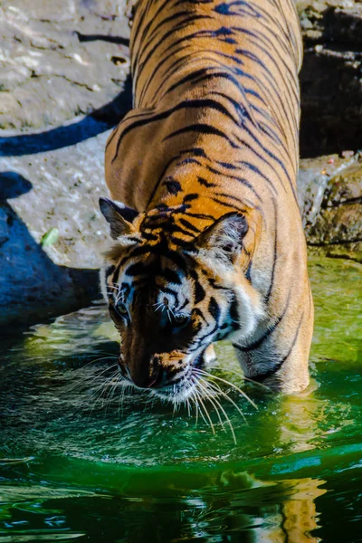 Tigre Indochino Panthera Tigris Tigris Una Población Tigre Que Vive — Foto de Stock