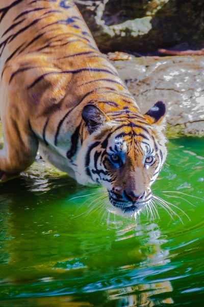 Tigre Indochino Panthera Tigris Tigris Una Población Tigre Que Vive — Foto de Stock