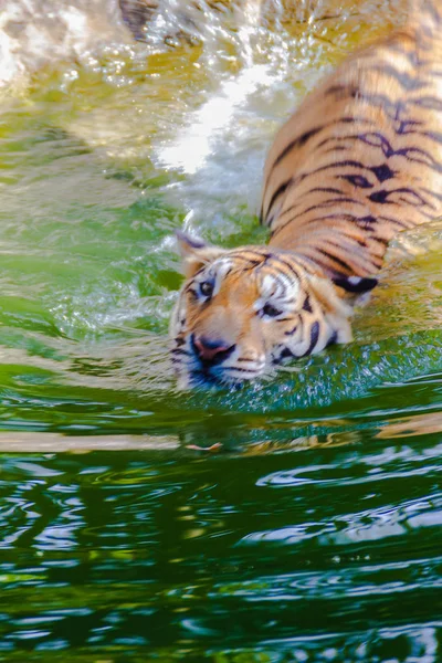 Der Indochinesische Tiger Schwimmt Fluss Indochinesische Tiger Panthera Tigris Tigris — Stockfoto