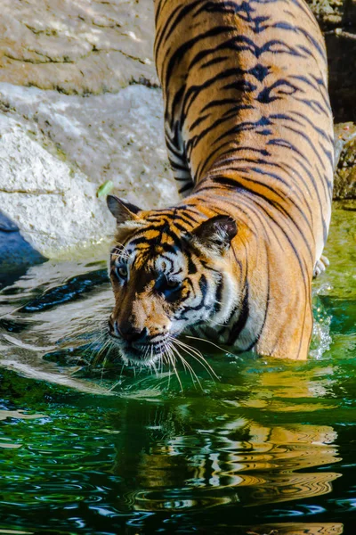 Indochinese Tiger Swimming River Indochinese Tiger Panthera Tigris Tigris Tiger — Stock Photo, Image