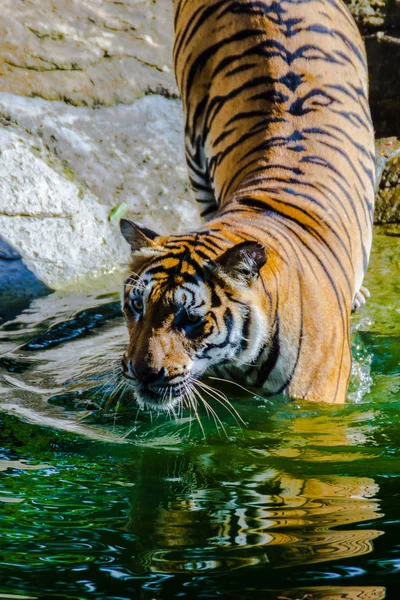 Der Indochinesische Tiger Schwimmt Fluss Indochinesische Tiger Panthera Tigris Tigris — Stockfoto