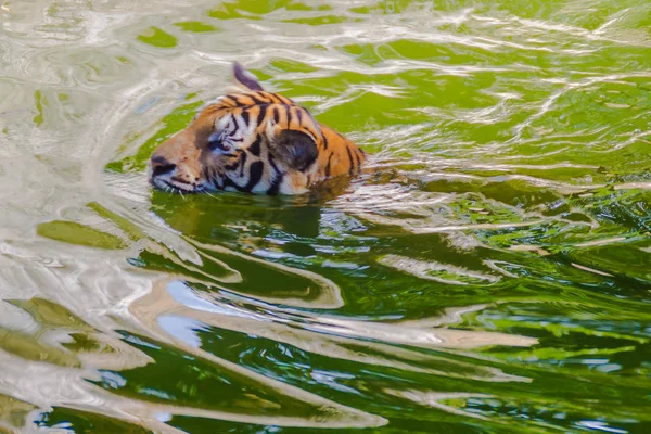Tigre Indochinês Está Nadando Rio Tigre Indochinês Panthera Tigris Tigris — Fotografia de Stock