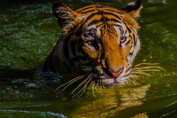 Tigre Indochino Está Nadando Río Tigre Indochino Panthera Tigris Tigris — Foto de Stock
