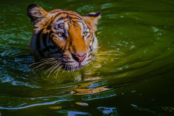 Tigre Indochinês Está Nadando Rio Tigre Indochinês Panthera Tigris Tigris — Fotografia de Stock