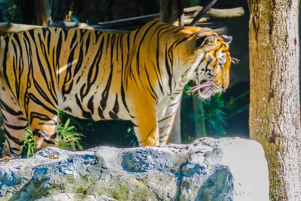 Indokínai Tigris Panthera Tigris Tigris Egy Tigris Lakosság Mianmar Thaiföld — Stock Fotó