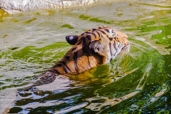 Tigre Indochinês Está Nadando Rio Tigre Indochinês Panthera Tigris Tigris — Fotografia de Stock