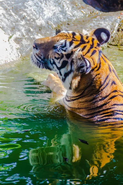 Indochinese Tiger Swimming River Indochinese Tiger Panthera Tigris Tigris Tiger — Stock Photo, Image