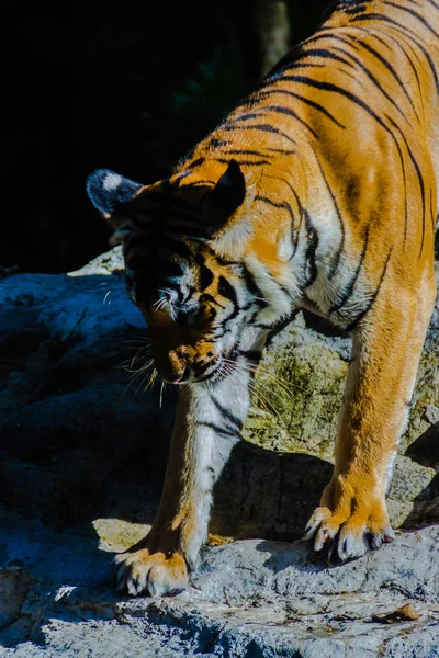 Tigre Indochino Panthera Tigris Tigris Una Población Tigre Que Vive — Foto de Stock