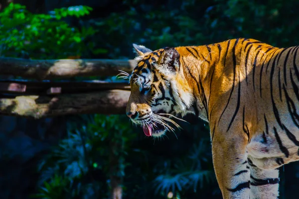 Indochinese tiger (Panthera tigris tigris), a tiger population that lives in Myanmar, Thailand, Lao PDR, Vietnam, Cambodia and southwestern China. It has been listed as Endangered.