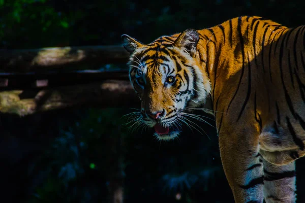 Tigre Indochino Panthera Tigris Tigris Una Población Tigre Que Vive — Foto de Stock
