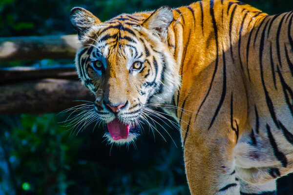 Indochinese tiger (Panthera tigris tigris), a tiger population that lives in Myanmar, Thailand, Lao PDR, Vietnam, Cambodia and southwestern China. It has been listed as Endangered.