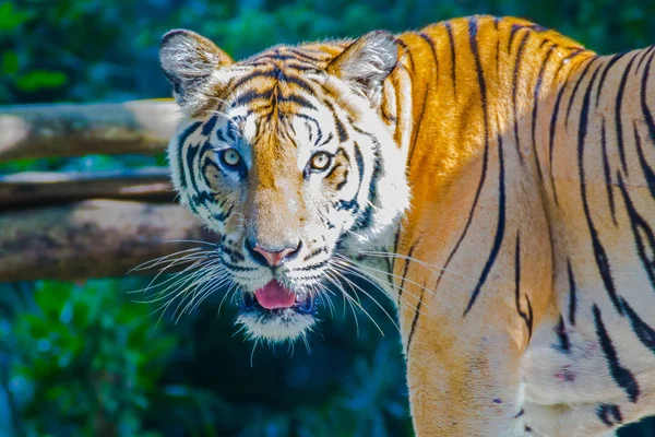 Tigre Indochino Panthera Tigris Tigris Una Población Tigre Que Vive — Foto de Stock