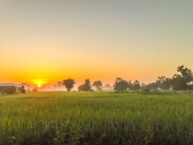 Pirinç çeltik alan gündoğumu, bulutlu ve mavi gökyüzü sabahları sırasında güzel görünümü