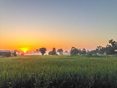 Pirinç çeltik alan gündoğumu, bulutlu ve mavi gökyüzü sabahları sırasında güzel görünümü