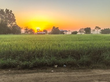 Pirinç çeltik alan gündoğumu, bulutlu ve mavi gökyüzü sabahları sırasında güzel görünümü