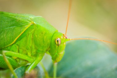 Sevimli uzun - boynuzlu çekirge, veya Tettigoniidae veya yeşil yaprakları ve yeşil renkli tıraşlama leafhopper